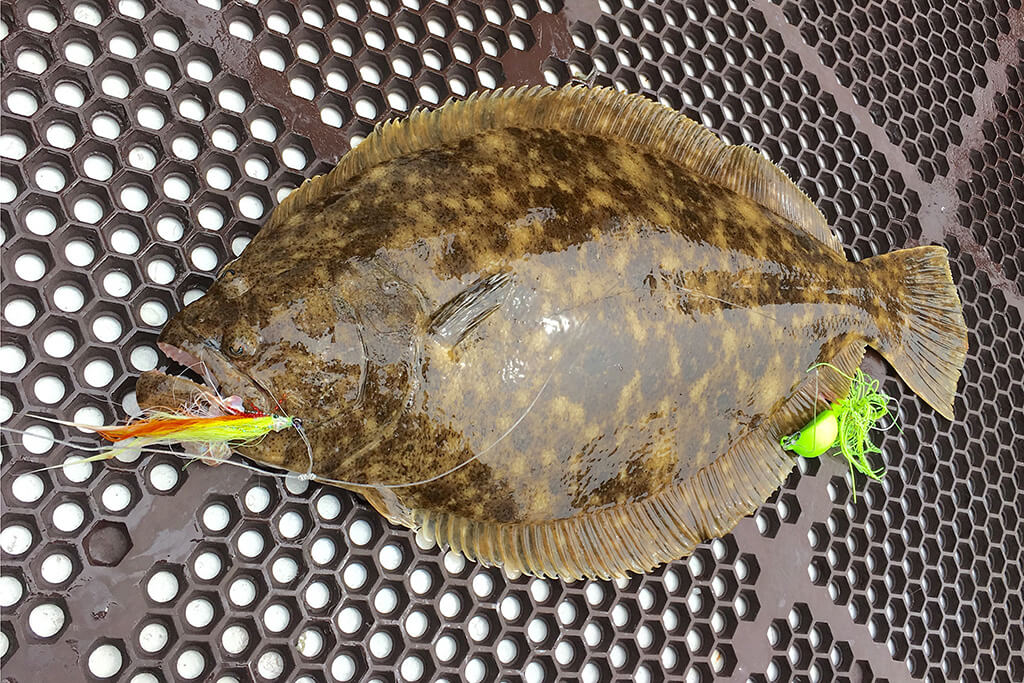 Best Bait for Flounder and How to Use It