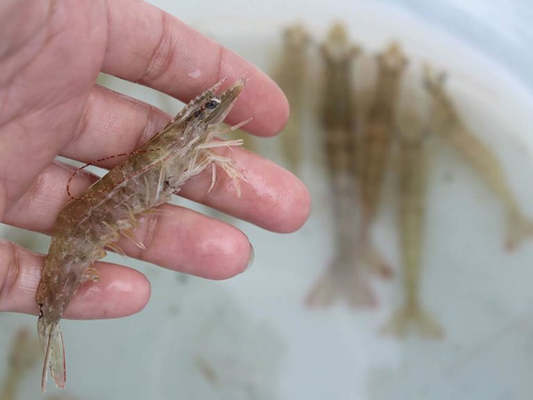 Best Bait for Flounder and How to Use It (Updated 2023)