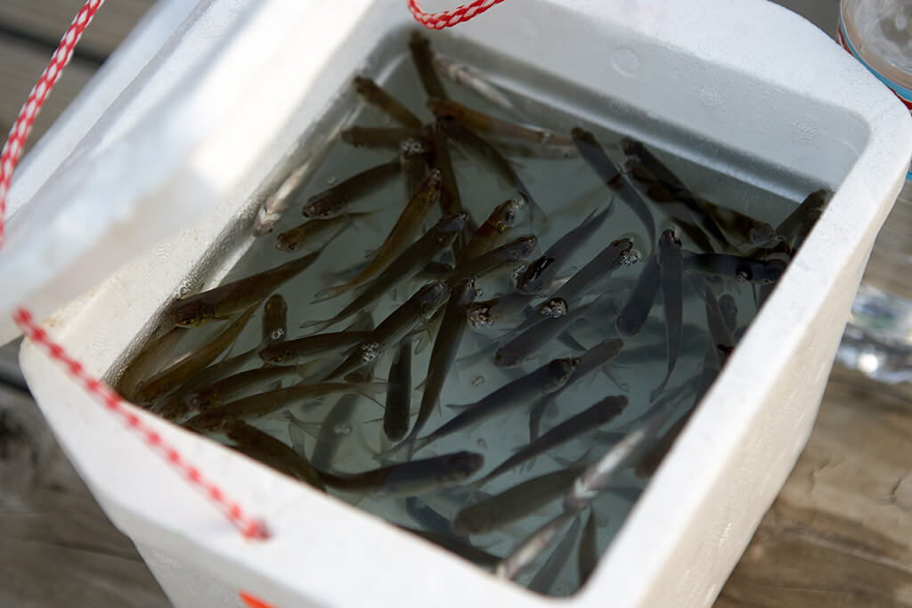 Live minnows in a styrofoam box, ready to be used as fishing bait