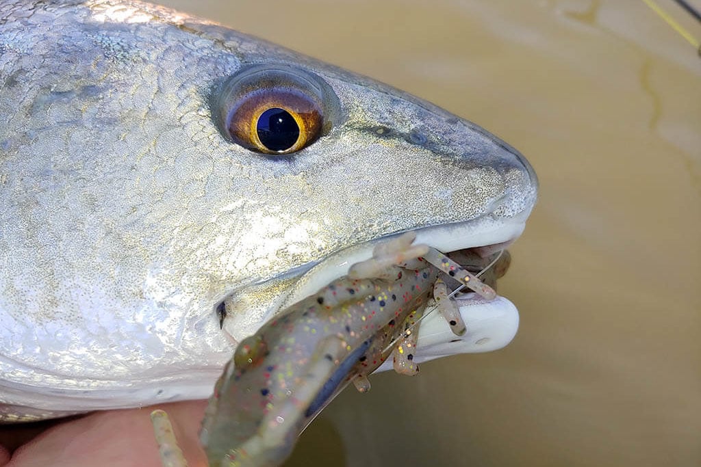 A close-up of a Redfish with a large fishing lure in its mouth