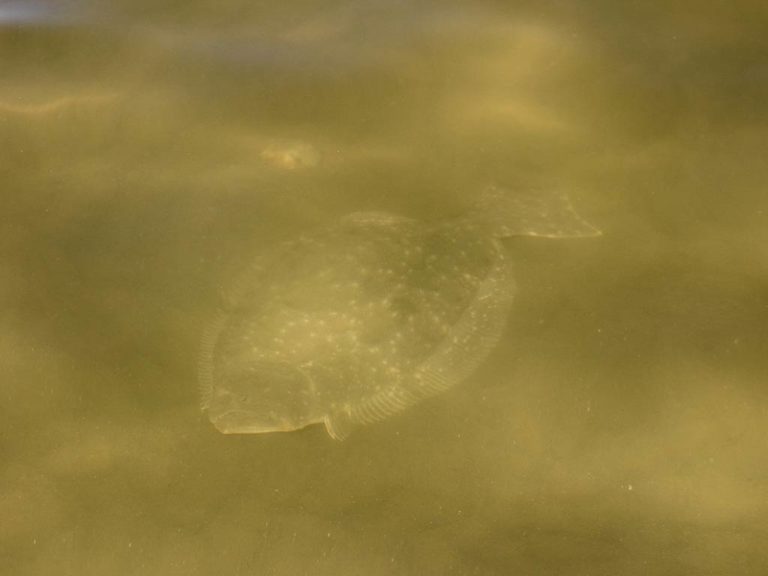 How to Go Flounder Gigging The Complete Guide (Updated 2023)