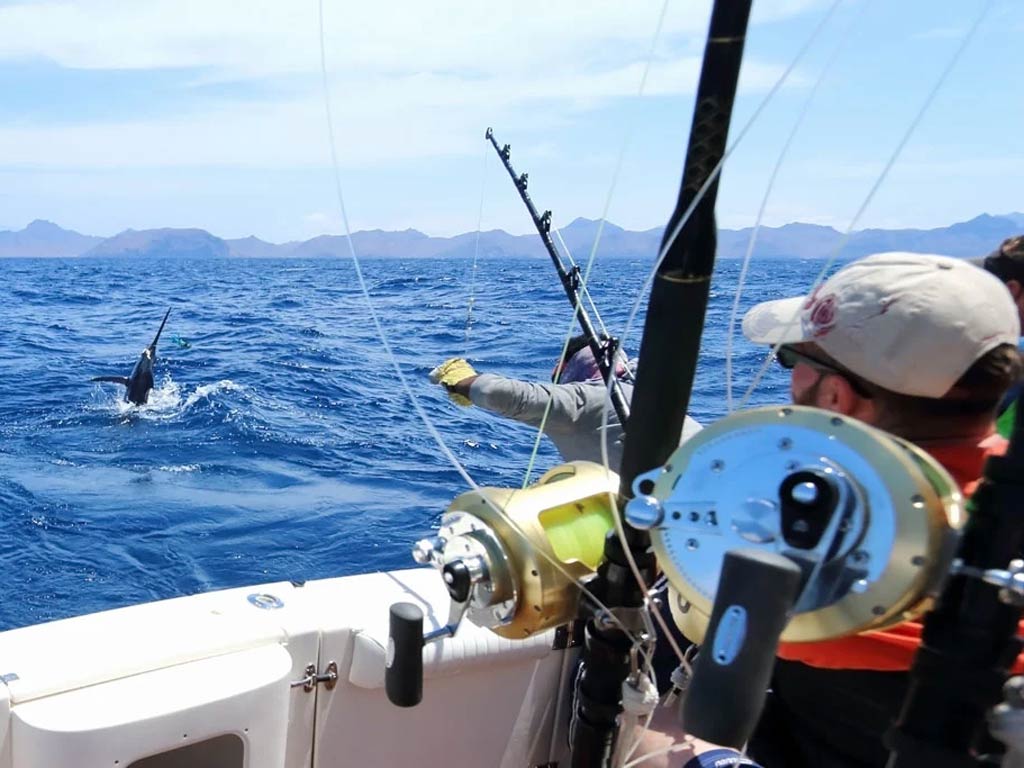 An angler battles a Marlin than can be seen emerging from deep blue waters with fishing rods and reels in the foreground