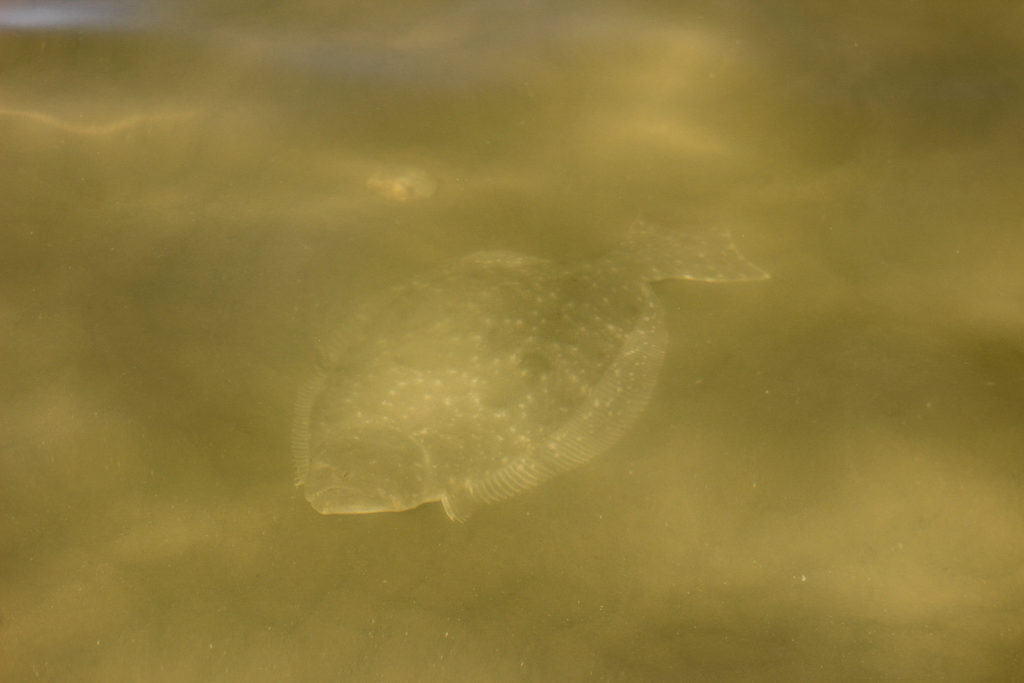 Flounder Gigging The Ultimate Guide