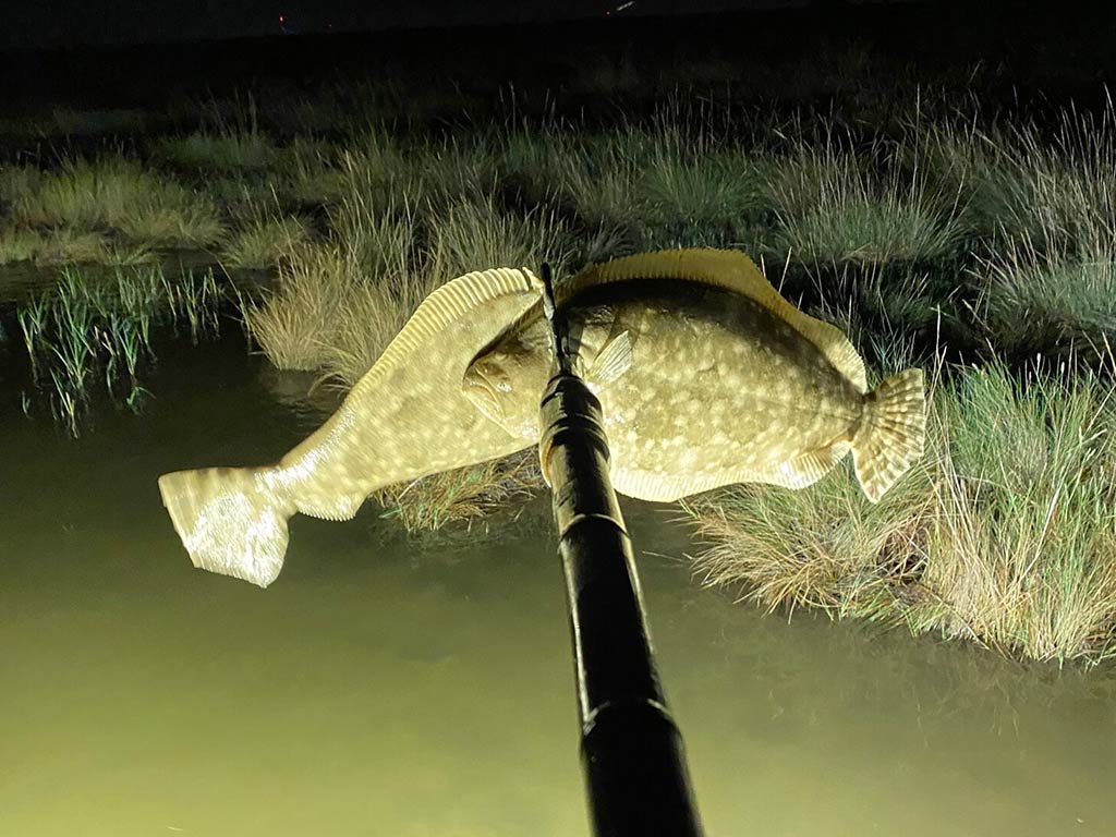 A view from behind a Flounder gig being held up of two Flounders having been caught, with lights of a boat focusing on the fish and the muddy and grassy waters at night