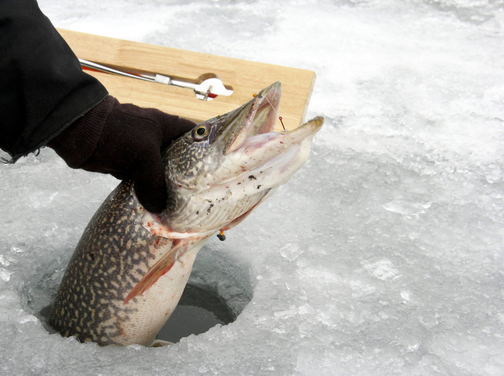 Northern Pike being pulled through the hole in the ice while ice fishing.