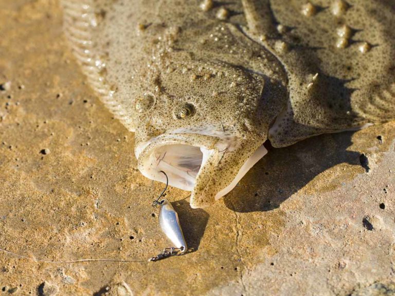 A Handy Guide to Flounder Fishing