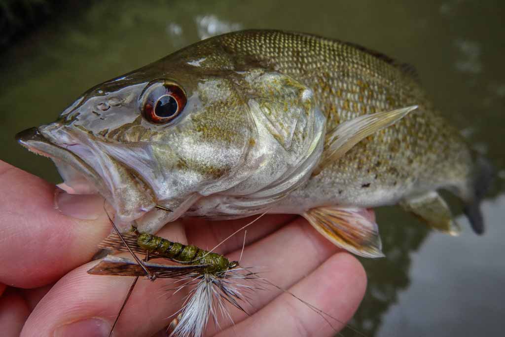 smallmouth bass mouth