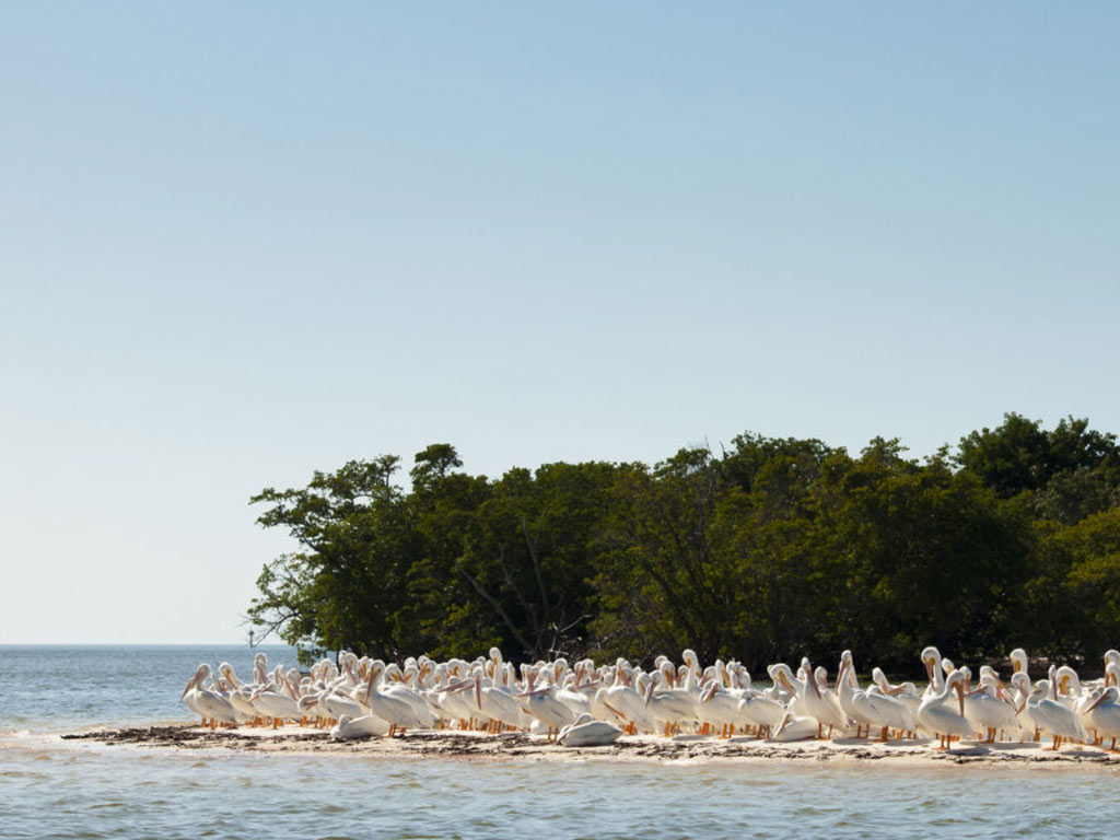 White Pelicans at the Chokoloskee Island