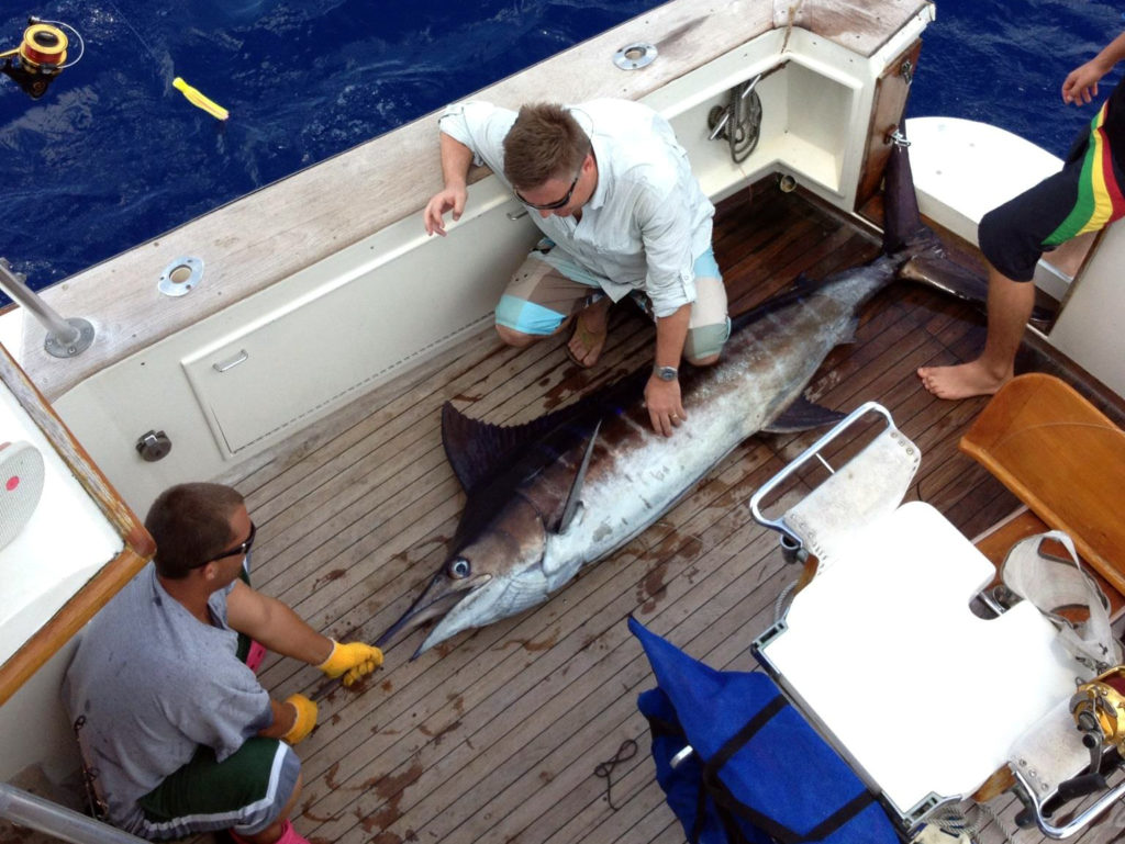 Three anglers on a boat with a Marlin they just caught fishing in the Cayman Islands with Get Bent Charters in George Town.