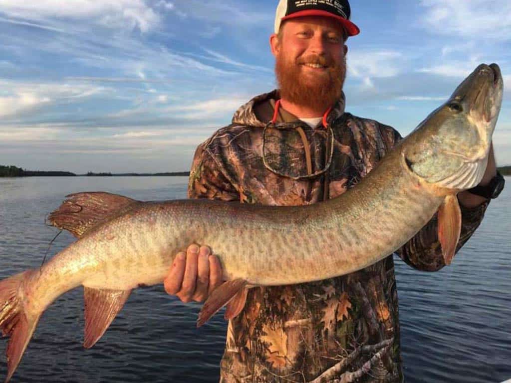 A happy angler with a baseball cap and a long red beard, holding a huge Muskellunge with both hands with waters visible behind him