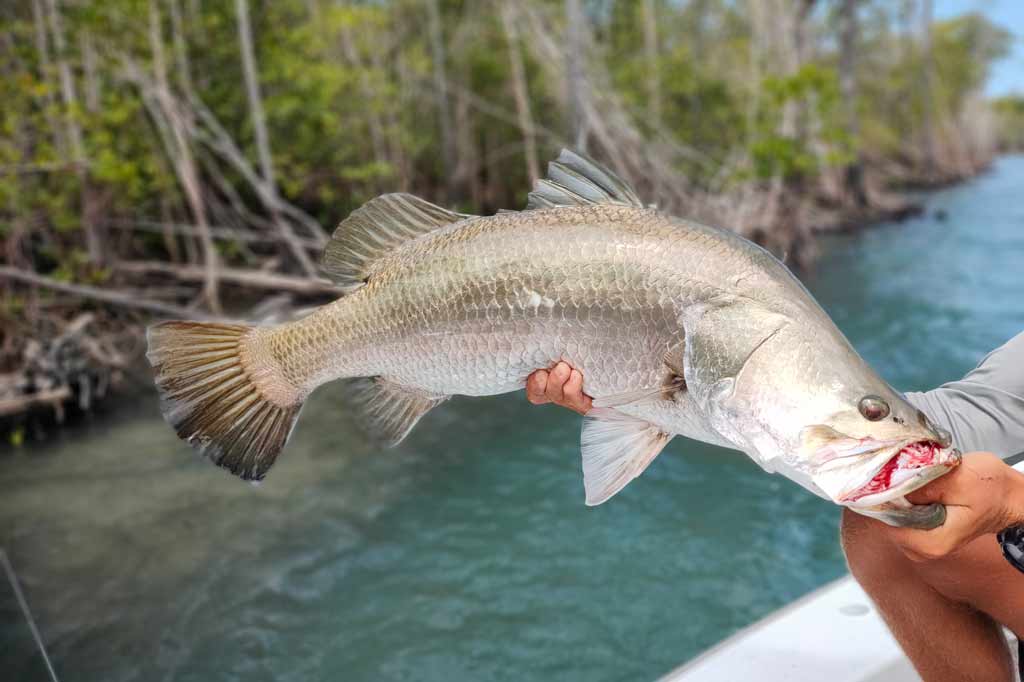 A Barramundi being held with greenery and water in the background