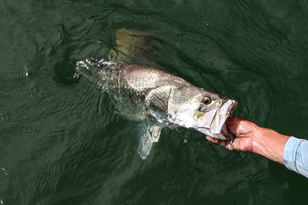 A Barramundi fish with its head being held out of the water, the rest of its body in the water