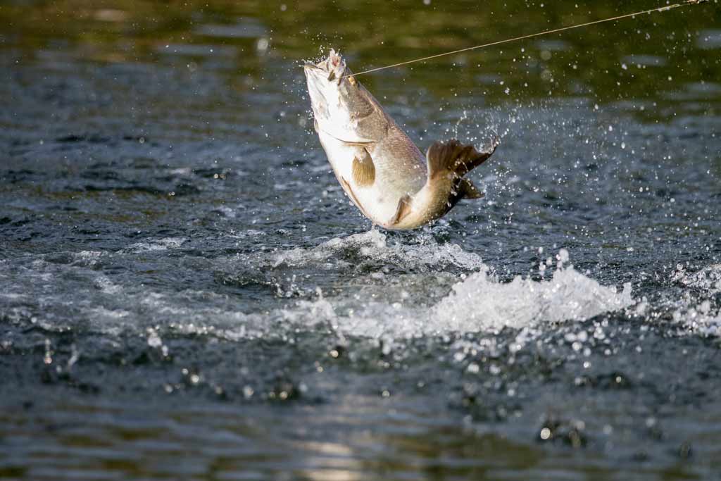 A Barramundi fish caught mid-jump on a fishing line