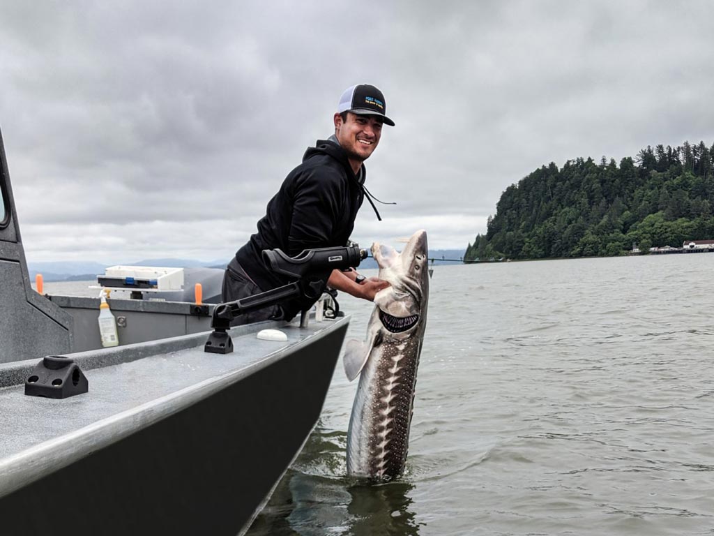 An angler leaning over the side of a boat, pulling out a huge Sturgeon from the water.
