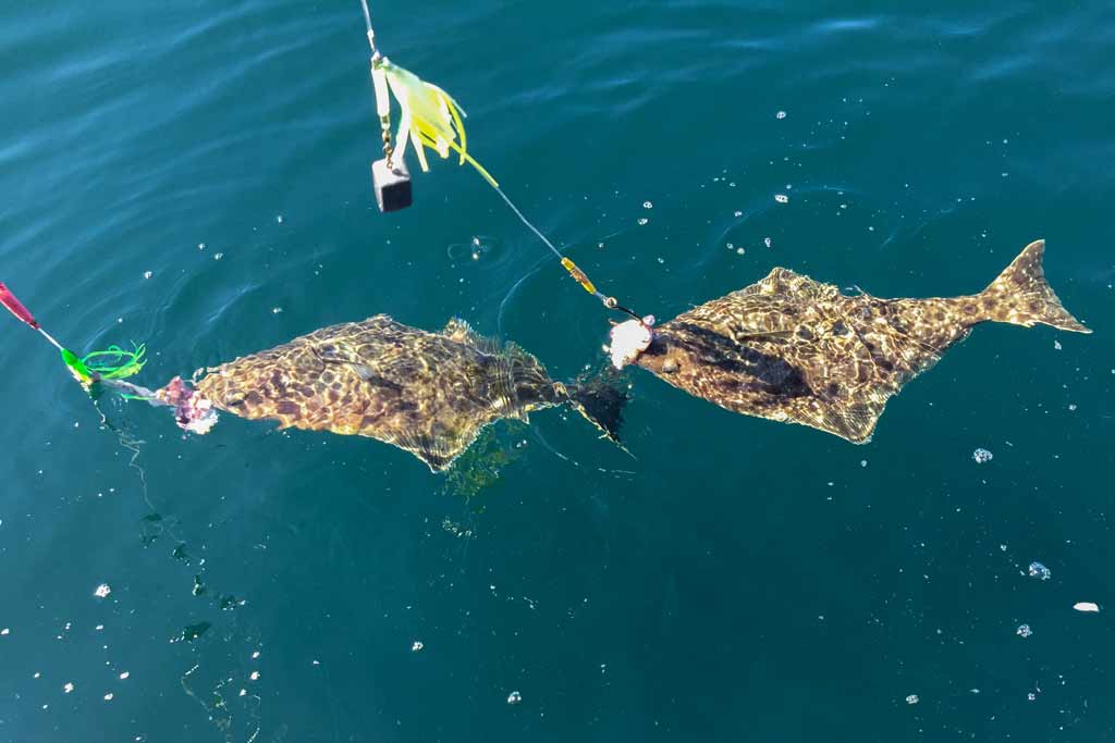 Two Halibut on a fishing line, in the water, near the water's surface