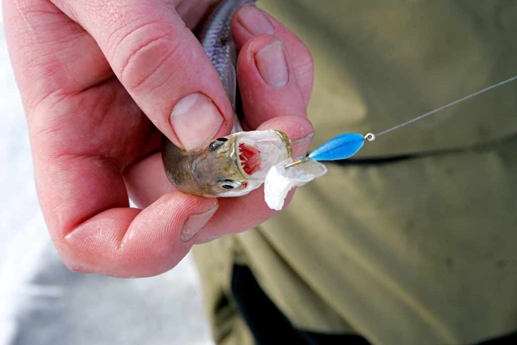 A close-up of a smelt bait fish on a hook