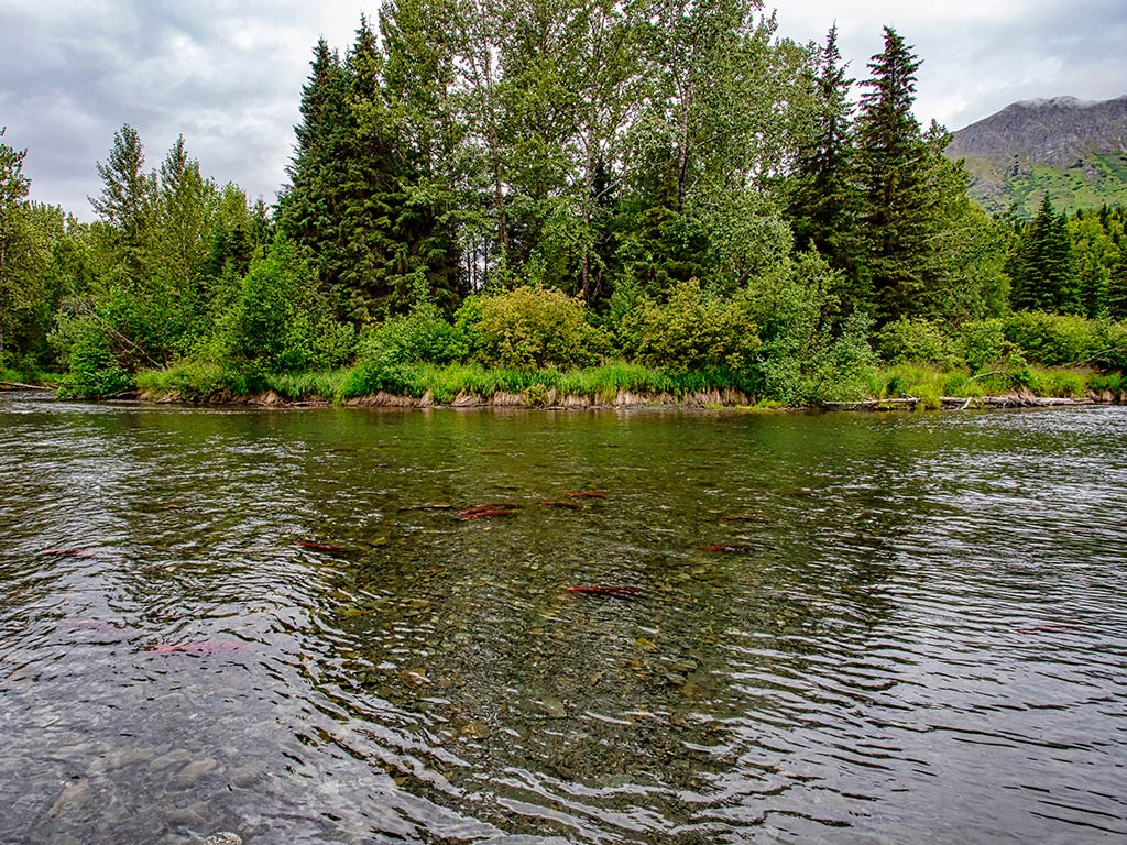 Spawning Salmon in the waters of Quartz Creek, Alaska.