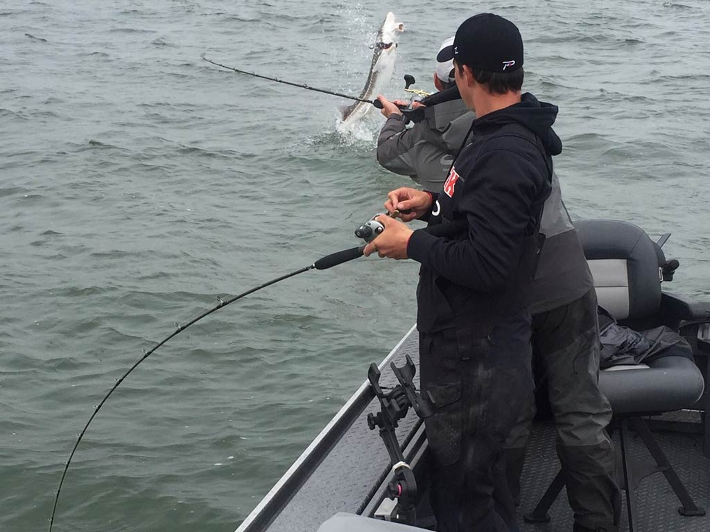 A hooked Sturgeon jumping out of the water with one angler fighting it and another one watching.