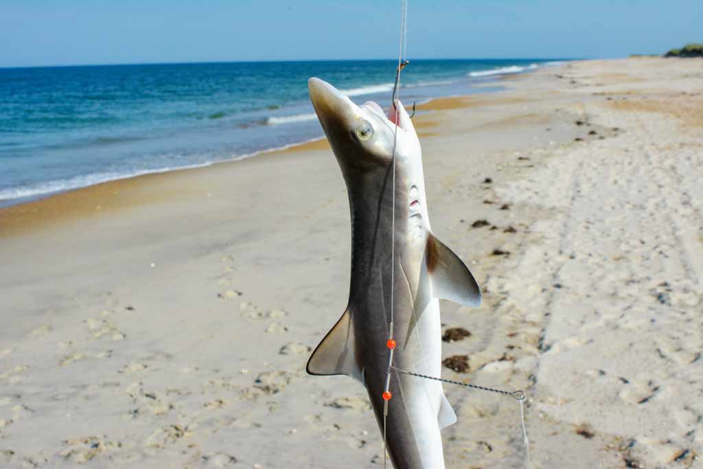 A small Shark caught while surf fishing, on a fish-finder rig