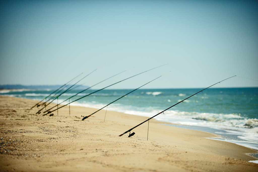 Several fishing rods buried in the send of a beach, with fishing lines in the water
