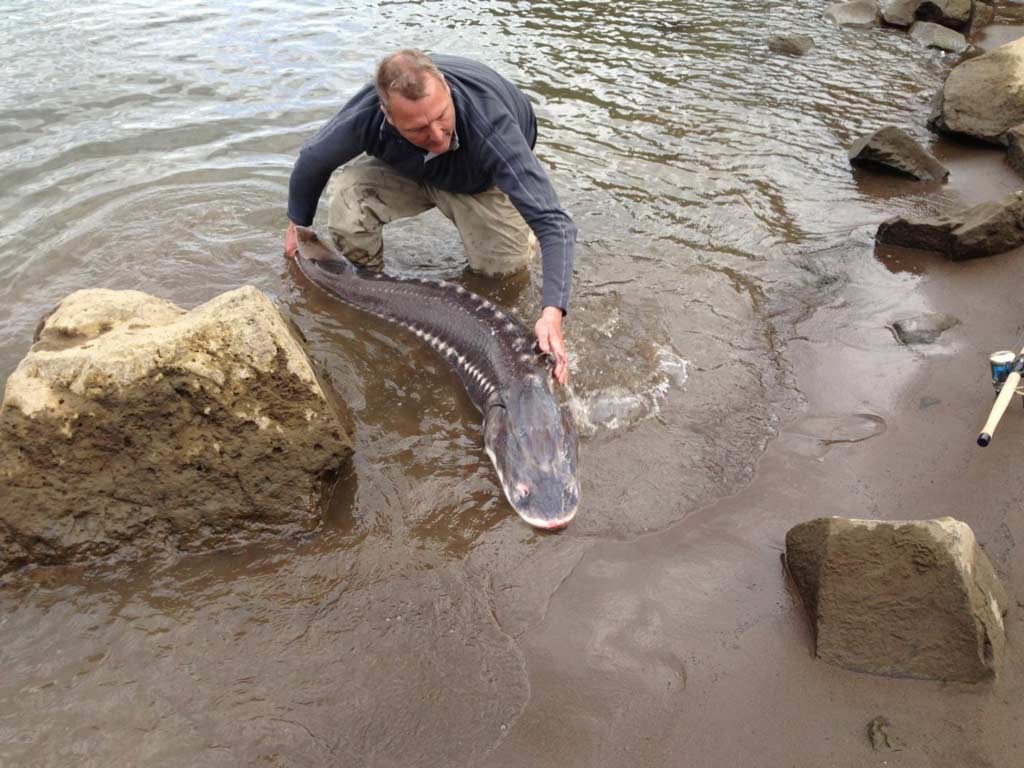 A big Sturgeon being released in shallow waters.