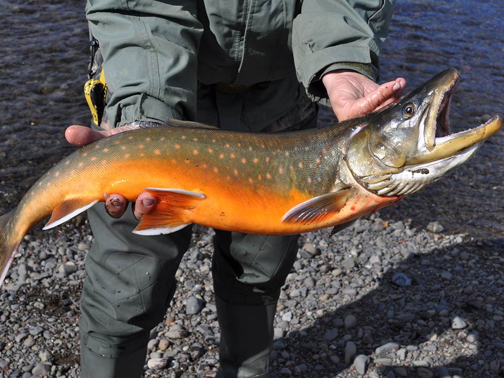 A wading angler holds up an Arctic Char he caught while fly fishing in Alaska.