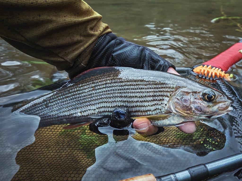 A closeup shot of an Arctic Grayling caught in Alaska.