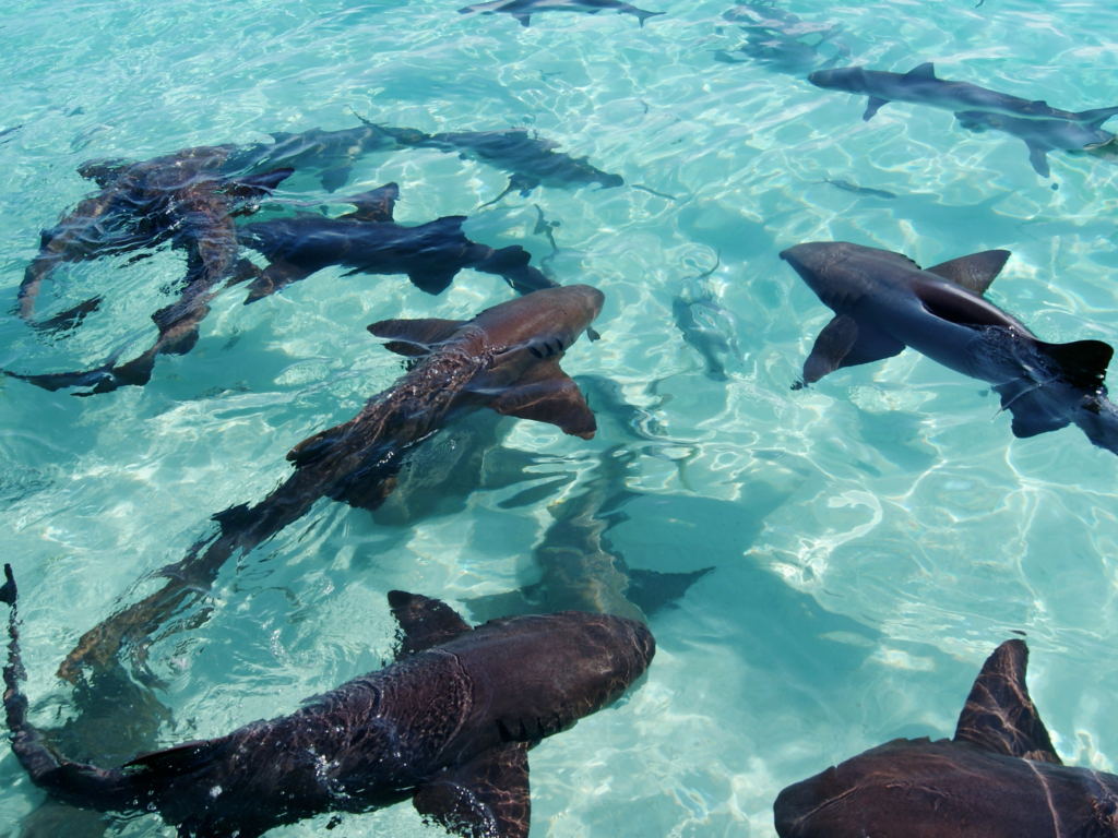 Nurse and reef Sharks in the crystal clear waters of the Bahamas
