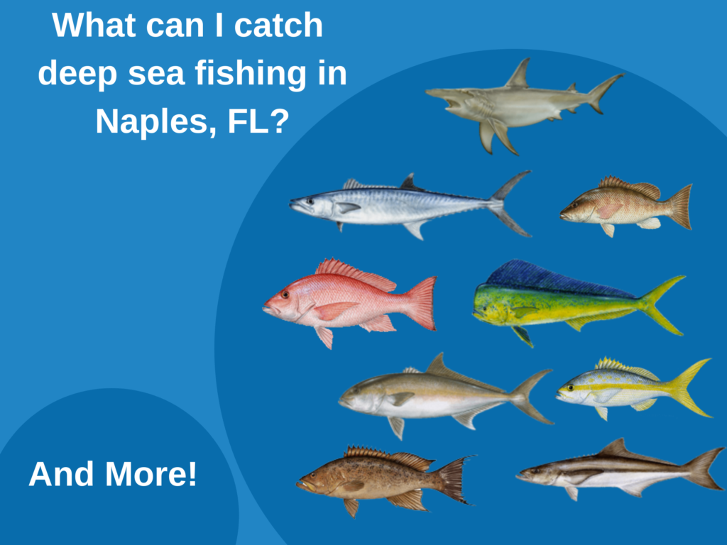 Deep Sea Fishing in Naples, FL: The Complete Guide (Updated 2022)