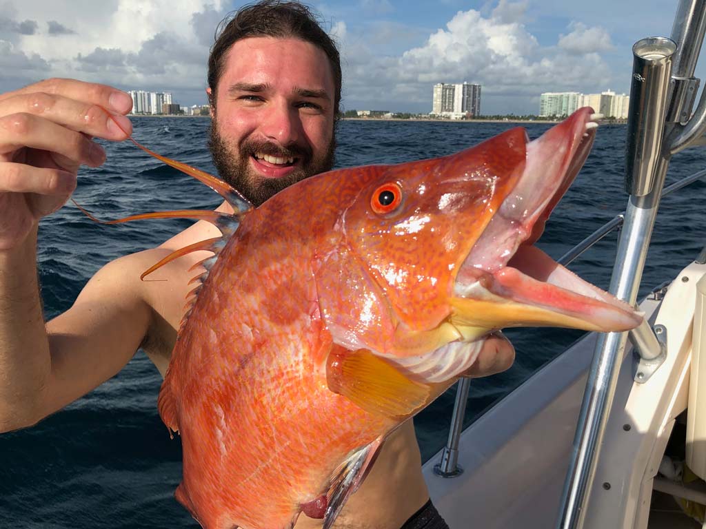 A man posing with a Hogfish with its mouth open in Florida.