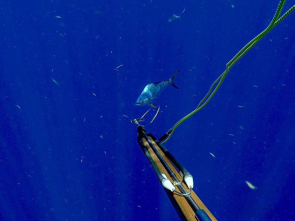 An underwater photo of a fish shot with a speargun.