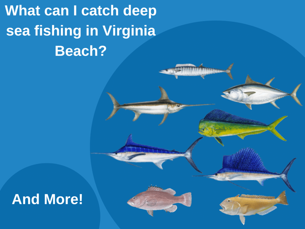 An infographic showing fish icons and  "What can I catch deep sea fishing in Virginia Beach? And More!" in white on a blue background
