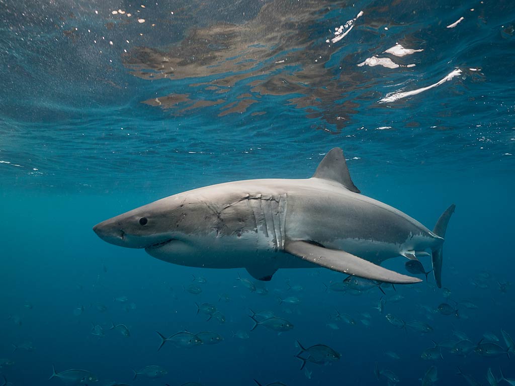 An underwater view of White Shark swimming