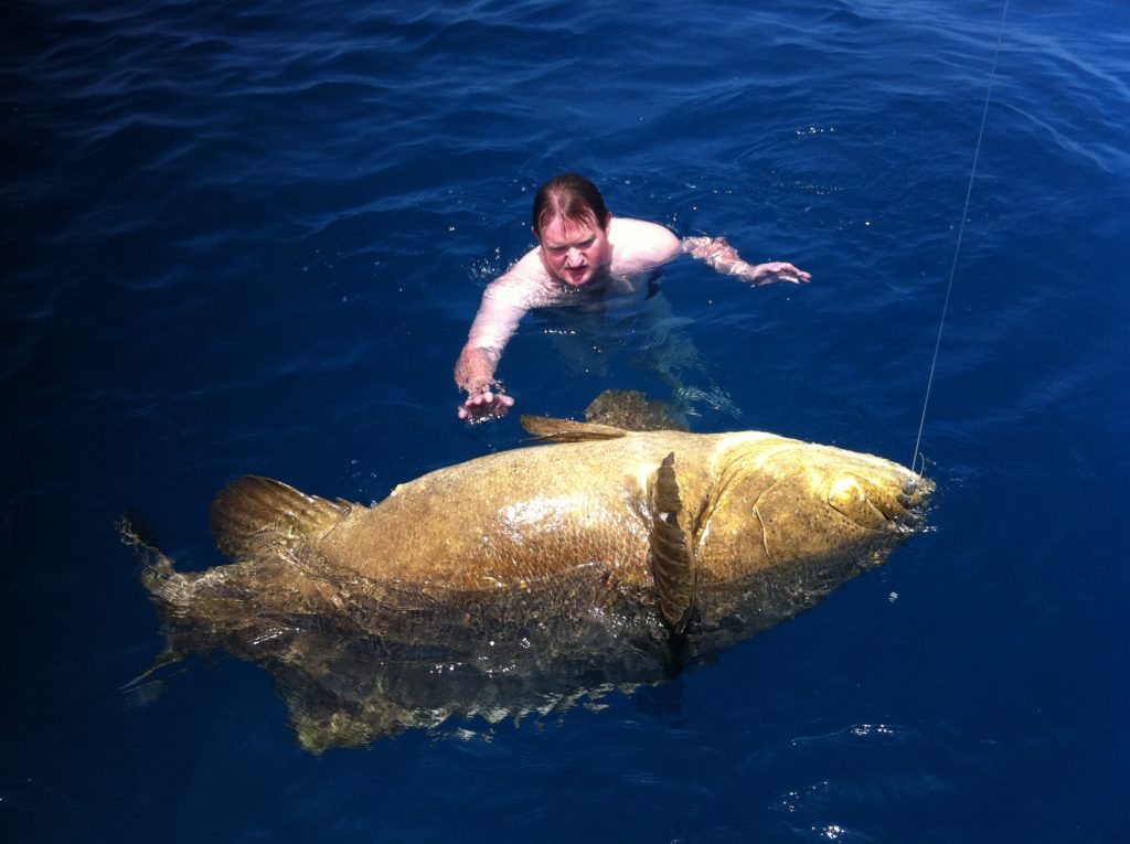 An angler in the water beside a large Goliath Grouper in Naples, Florida