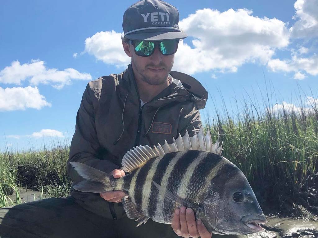 An angler holding a big Sheepshead in the shallow waters on a sunny day.