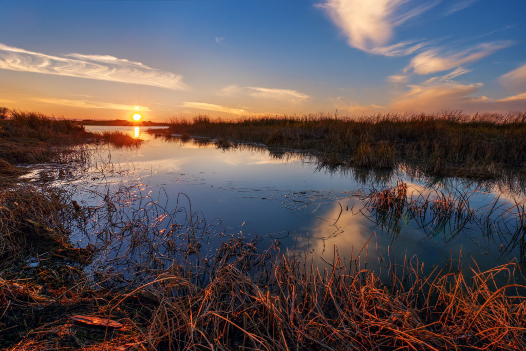 Grass submerged in placid water, Illinois at sunset
