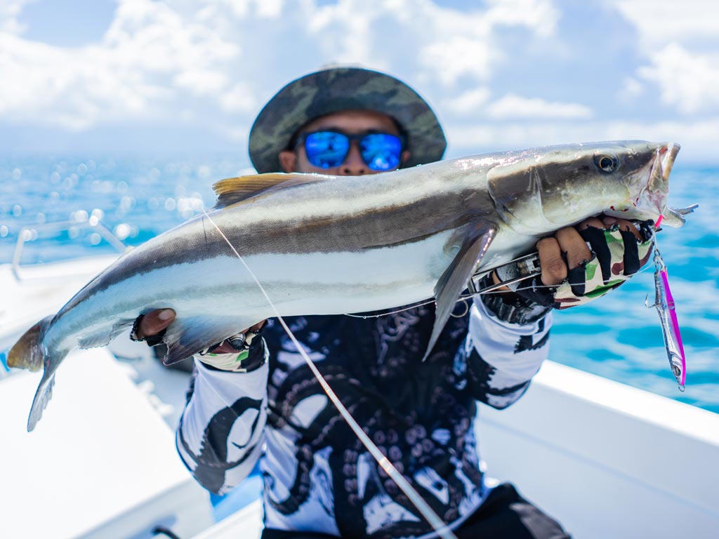 An angler holding a Cobia up to the camera with a brightly colored lure hanging from its mouth.