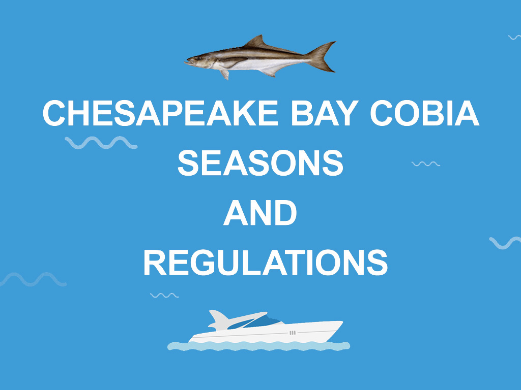 Cobia Fishing in the Chesapeake Bay The Complete Guide