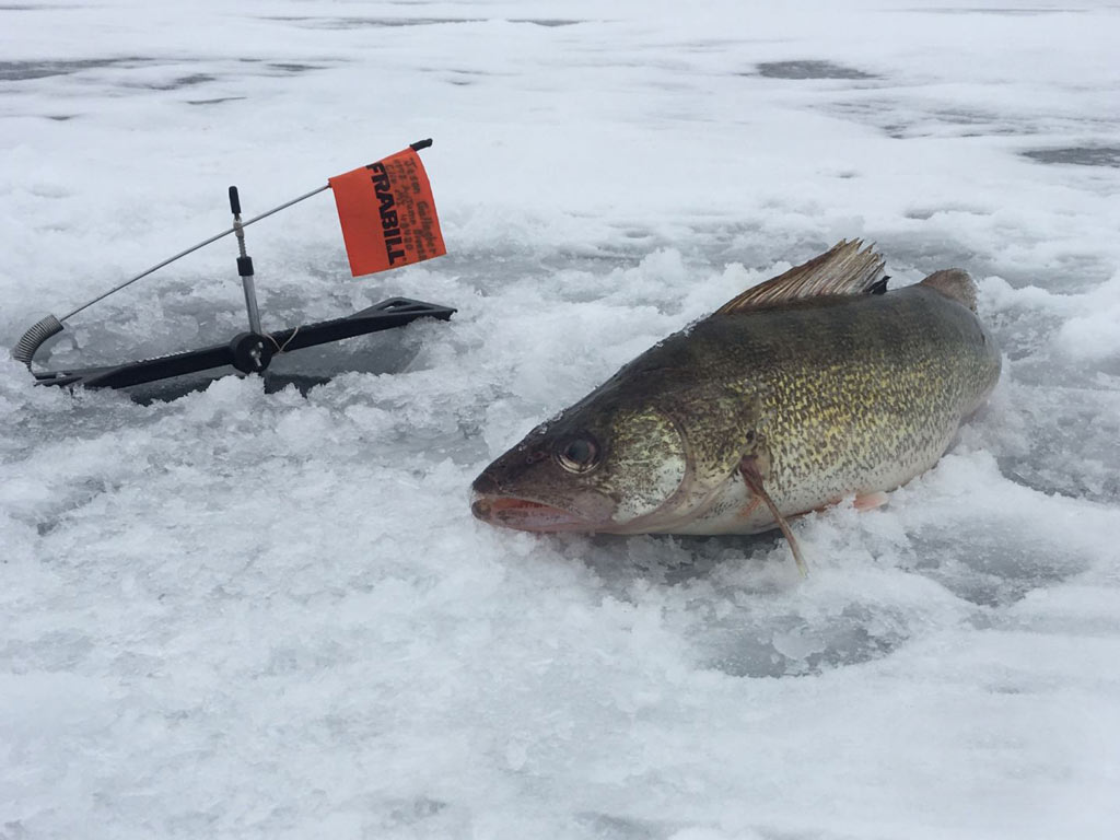 A closeup shot of a Walleye caught during the winter season in Michigan, next to an ice fishing hole.