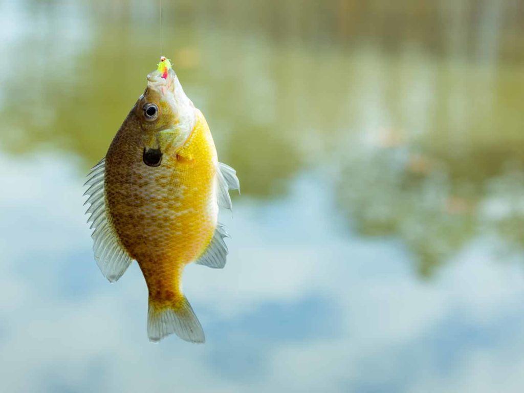 A hooked Bluegill handing suspended in air