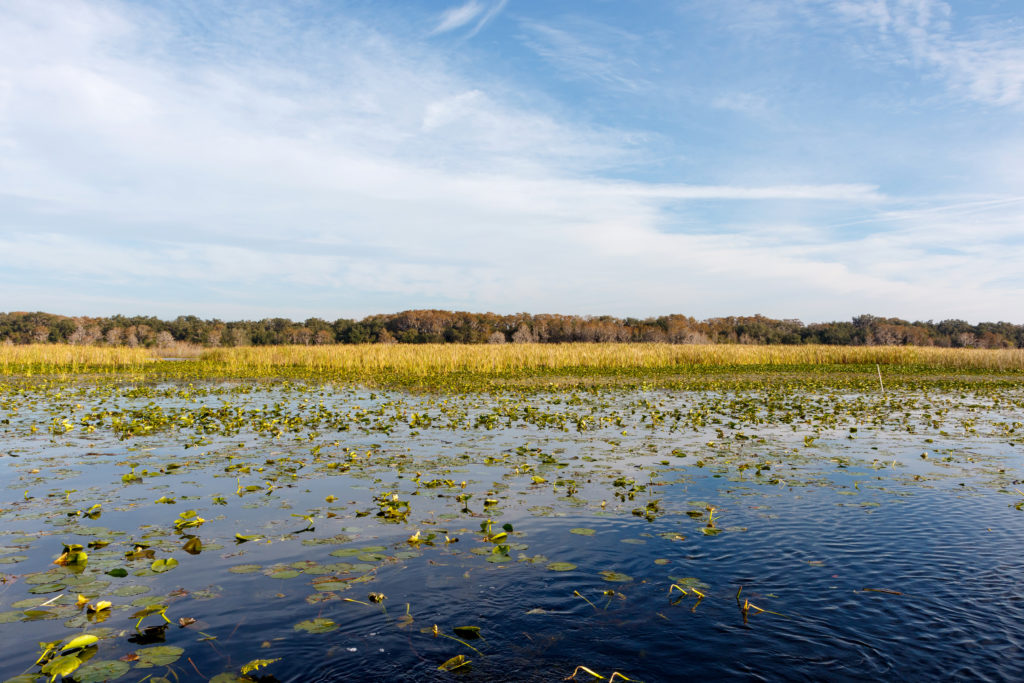 Field of lily pads on Lake Toho near Orlando, Florida. 