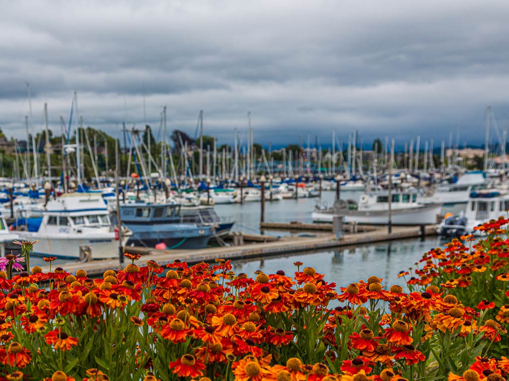 An artistic photo of flowers in the city of Bellingham and its harbor in the background full of Washington fishing charters during Thanksgiving season