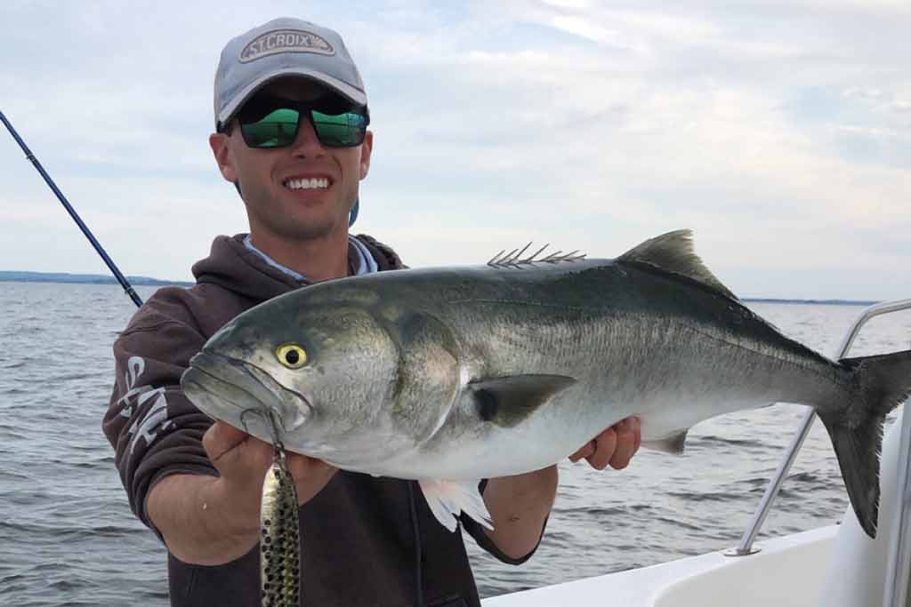 A smiling angler in a cap and sunglasses holding a big Bluefish