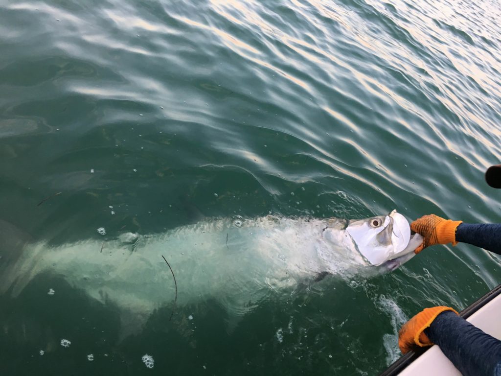 A picture showing two arms with orange gloves holding a large Tarpon by its mouth in the water in Key West, Florida