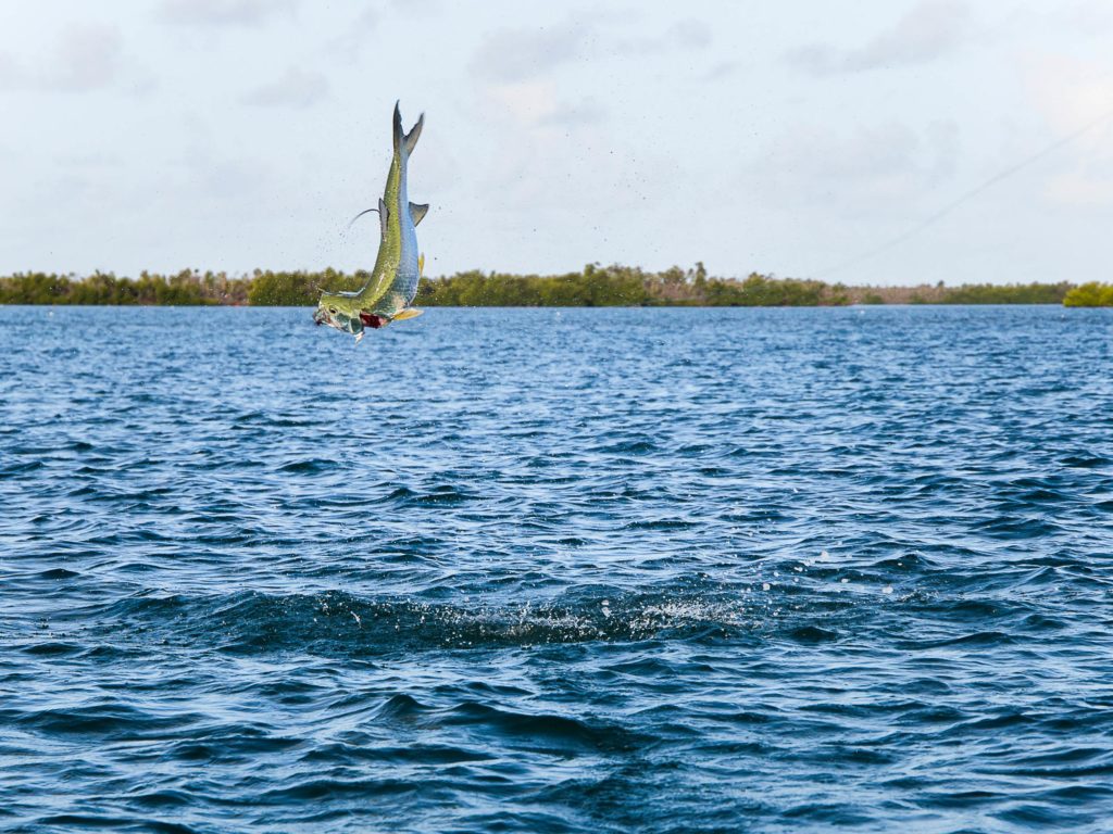 A picture showing a Tarpon jumping out of the water with the coast behind it in Key West, Florida