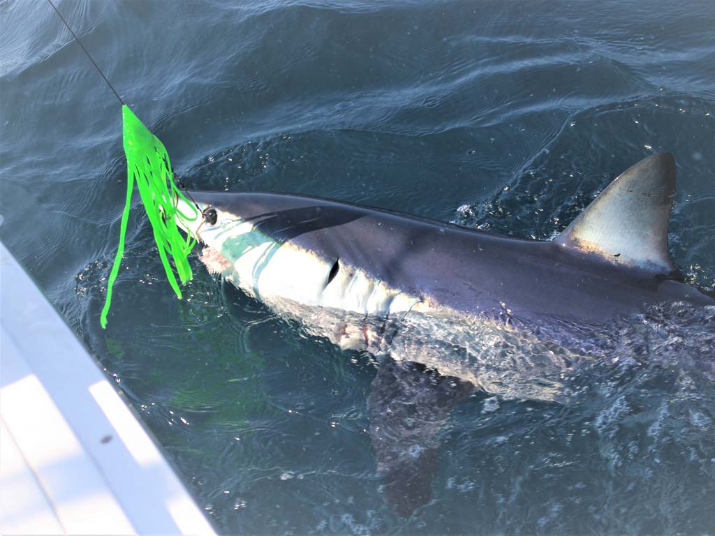 A closeup photo of a hooked Mako Shark just before release.