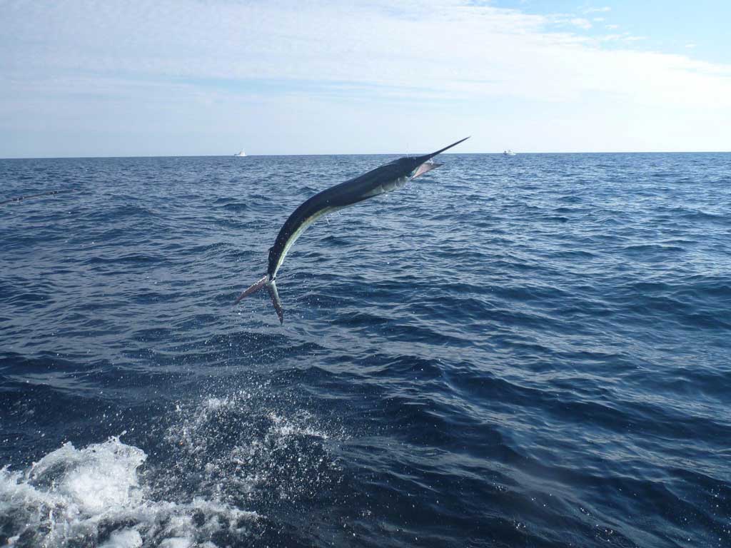 A photo of a Marlin leaping out of the air while fighting off a hook.