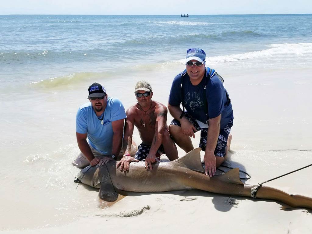 A photo of three anglers overpowering a big Shark on a Jekyll Island beach