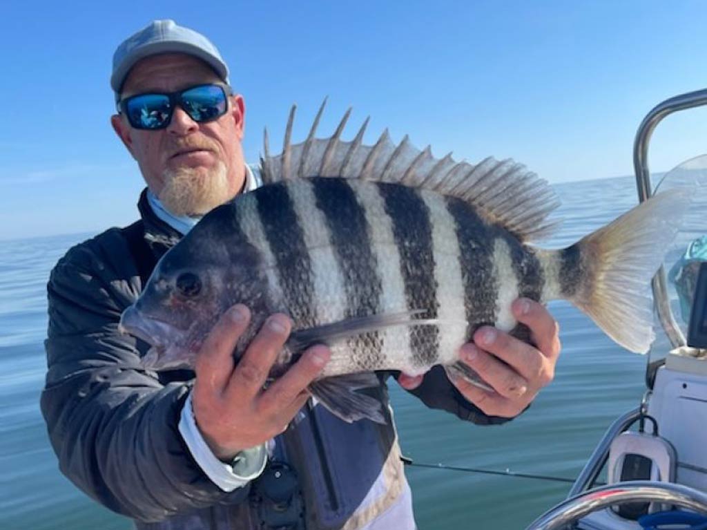 A photo of an angler holding an impressive Sheepshead specimen with both hands