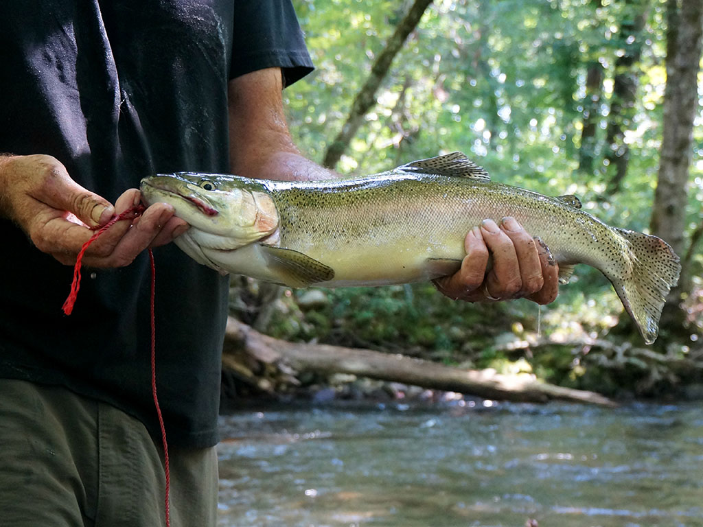 A closeup of a Trout being held by an angler fishing in the Great Smoky Mountains